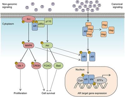 Non-Genomic Actions of the Androgen Receptor in Prostate Cancer